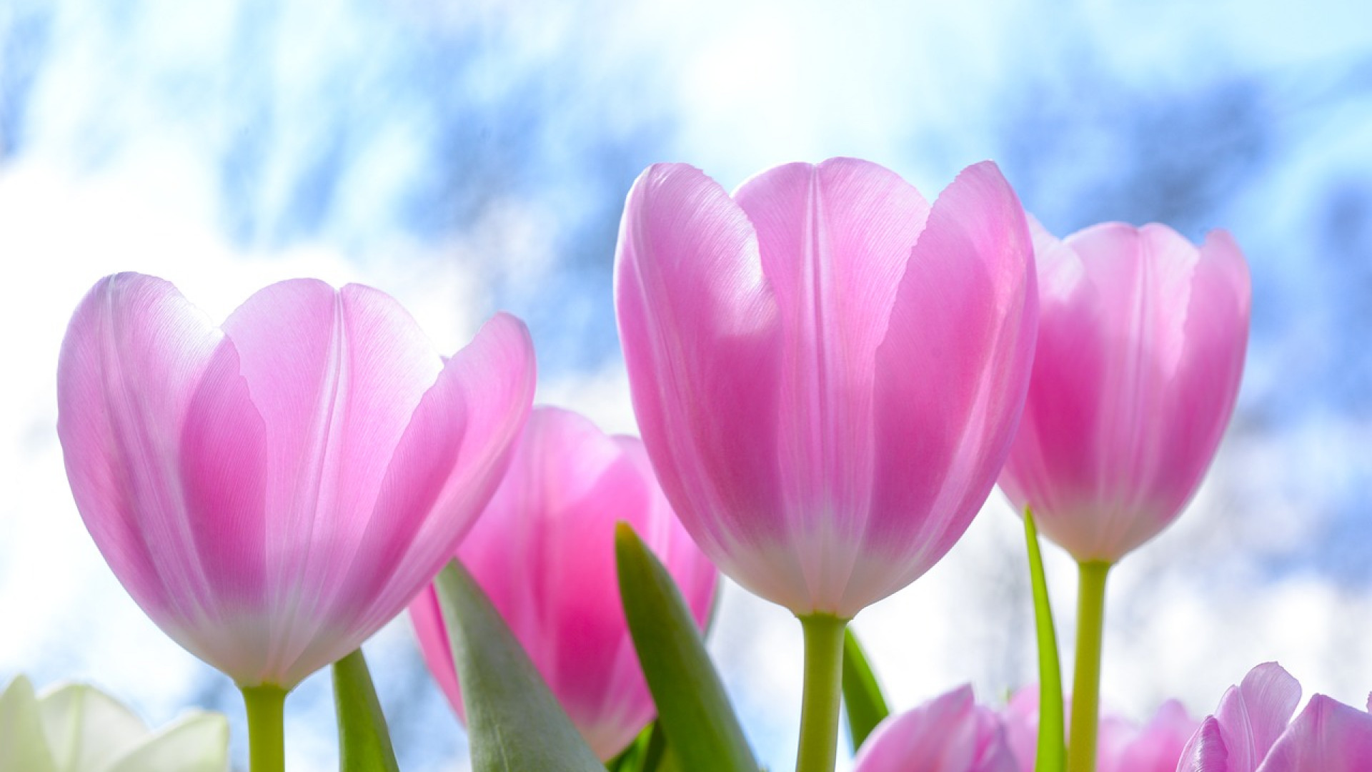 Les conseils essentiels pour réussir ses plantations de tulipes !