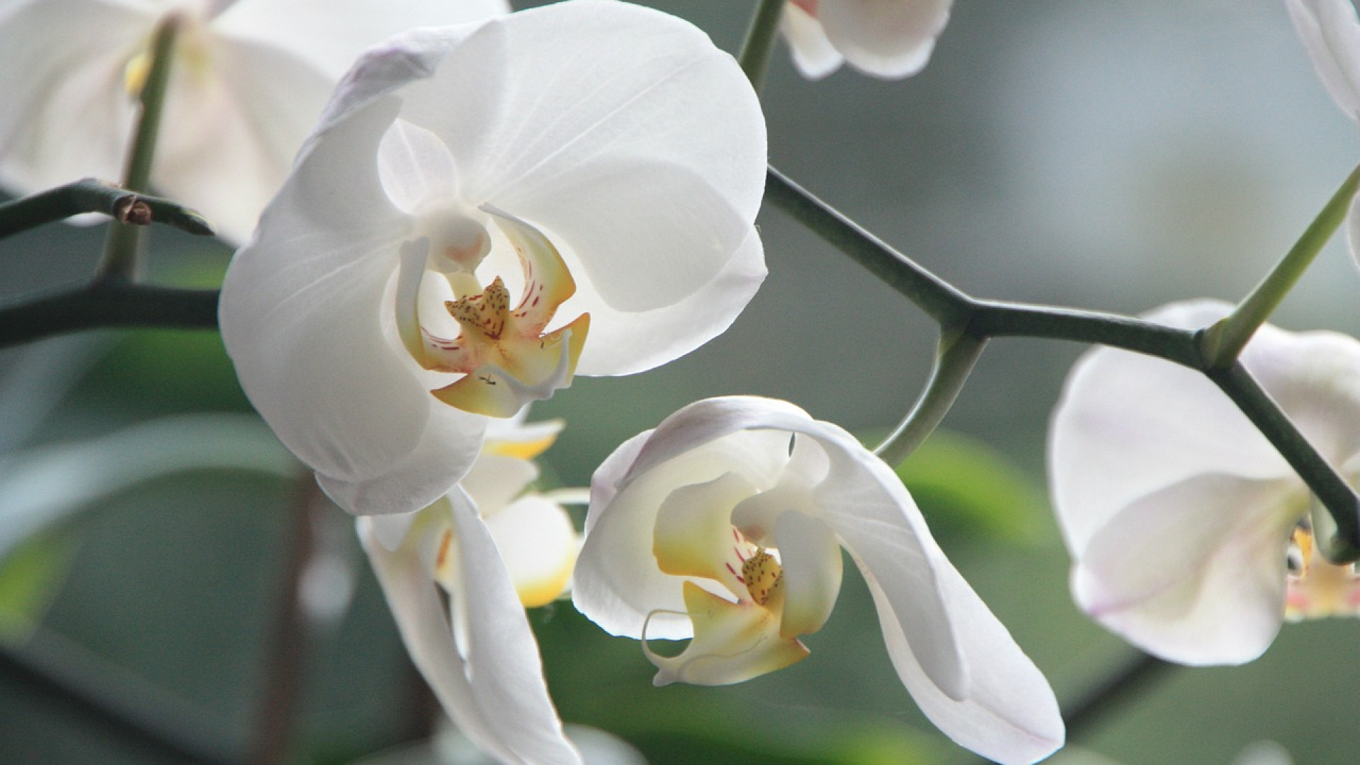 Les orchidées, les bons gestes