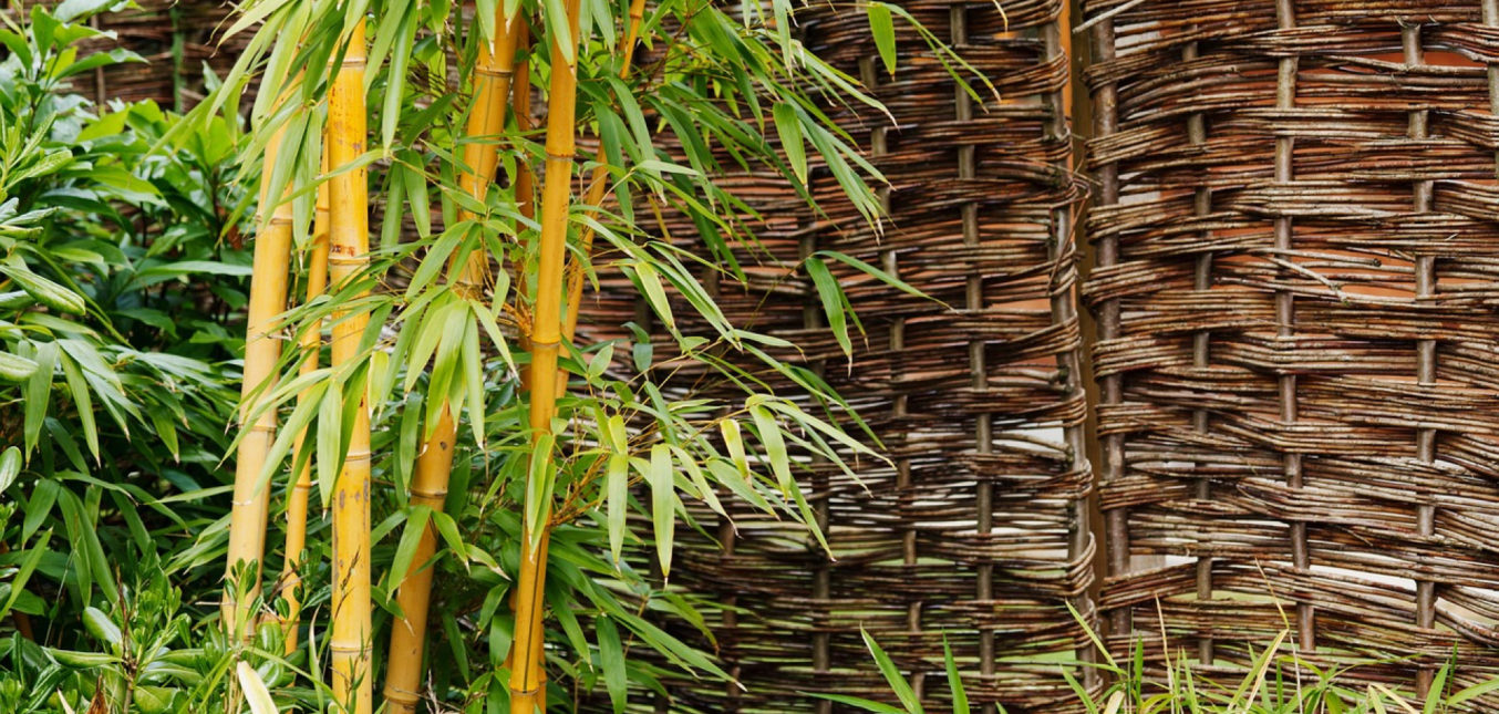 Comment entretenir une belle haie de bambou ?